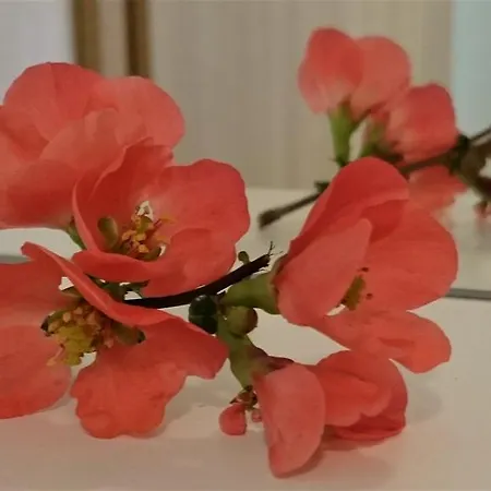 Apartma Julian Alps *