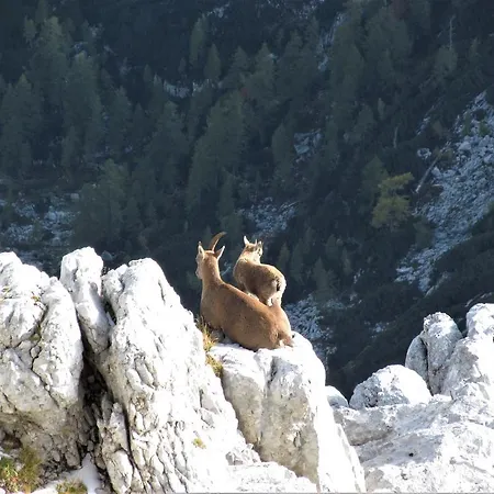 Julian Alps Apartma Bovec