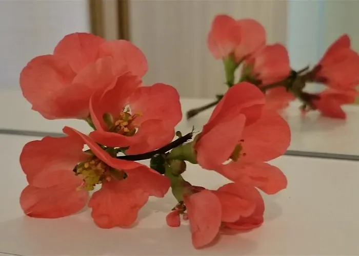 Lägenhet Julian Alps *